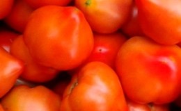 An early maturing and unpretentious variety that gives a bountiful harvest: the