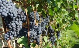 How and what to feed grapes in July in the Middle Lane