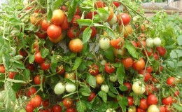 A universal variety of tomatoes for salads, pickling and drying - 