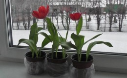How to properly grow tulips in a pot at home
