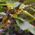 Aphids on honeysuckle: how to process so as not to ruin the crop