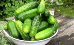 Why cucumbers are bitter, how to prevent it, and what to do with a crop that tastes bitter