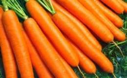 High-yielding hybrid of carrots Sankina lyubov