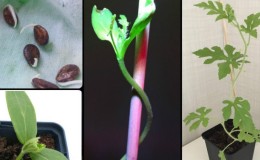 How to grow a watermelon at home from a stone: step by step instructions