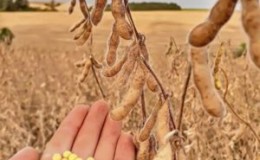Characteristics and description of soybean prudence