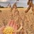 Characteristics and description of soybean prudence