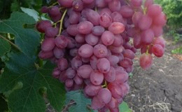 Delicate, fragrant Veles grape variety from Ukrainian breeders