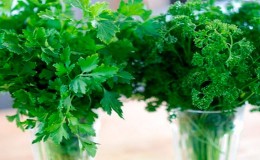 A beginner gardener's guide to growing parsley