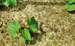 Secrets of the best agronomists: how to grow cucumbers outdoors