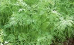 The best varieties of dill for greens without umbrellas for growing in greenhouses, open ground and at home