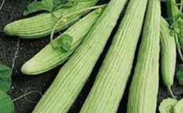 What is lagenaria: useful properties and interesting facts about the plant