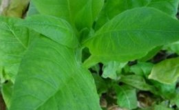 One of the best aromatic varieties of tobacco -
