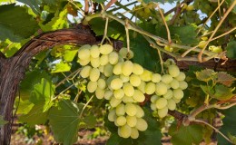 Popular tasty grape variety 