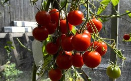 Miniature bushes with tomato crumbs - garden decoration: