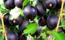 What is the good gooseberry Commander (Vladil) and why it is worth growing