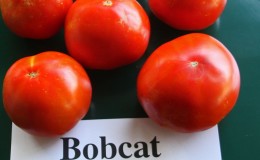 Why every gardener should at least once grow a tomato