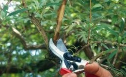Pruning honeysuckle: why, when and how to do it right