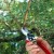Pruning honeysuckle: why, when and how to do it right