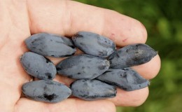 What year does honeysuckle bear fruit after planting?