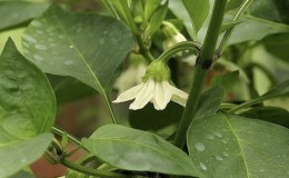 Why peppers are not tied in the greenhouse: what to do to get a rich harvest