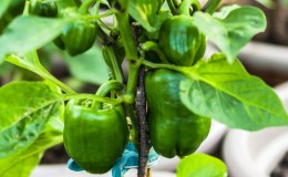 The benefits and harms of green bell pepper for the health of women, men and children