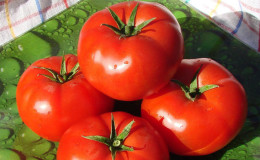 Unpretentious, versatile in use, early ripe tomato