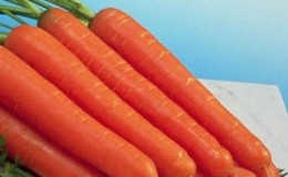 Ultra-early, unpretentious hybrid of Napoli f1 carrots