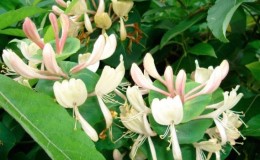 Growing honeysuckle honeysuckle: planting, care, reproduction