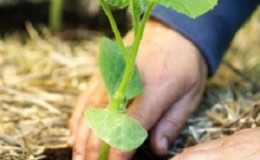 How to get a good pumpkin crop: growing and care in the open field, recommendations of experienced gardeners