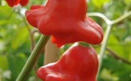 Hybrid pepper-tree 