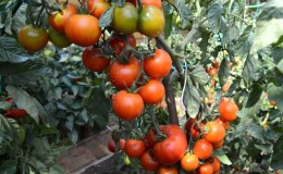 Ultra-early tomato