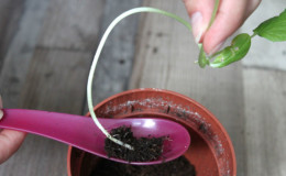 Why are cucumber seedlings pulled out and how to grow it correctly to avoid it
