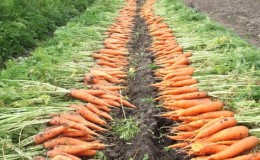 What is the yield of carrots from 1 hectare, what does it depend on and how to increase it
