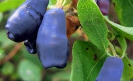 Planting and caring for honeysuckle in the Leningrad region