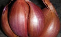 When to plant the onion variety Shrike