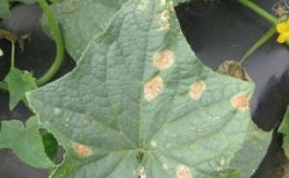 Causes of pale green cucumber leaves and methods of dealing with the problem
