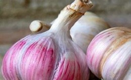 If you want to know how to grow large garlic in your garden, follow the helpful tips from experienced summer residents