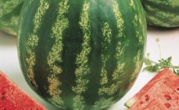 Popular variety of watermelon