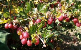 The largest gooseberry varieties