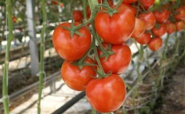 What are indeterminate and determinant varieties of tomatoes: differences between them, advantages and disadvantages