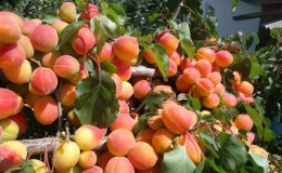 The best varieties of apricots for central Russia