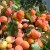 The best varieties of apricots for central Russia