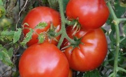 Difficult to care for, but incredibly productive variety of domestic selection - the