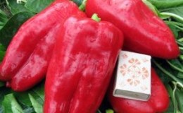 Why is it worth growing the Atlant hybrid pepper and how it may surprise you