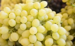 The best frost-resistant grape varieties: characteristics, description, selection criteria