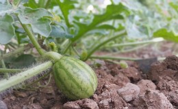 Step-by-step instructions for growing watermelons in the Moscow region in the open field