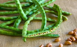 Step-by-step instructions on how to grow beans at home and on your site: from sowing to harvesting
