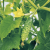 Why do brown spots appear on cucumber leaves and what to do to get rid of them