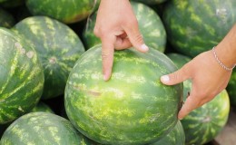How to understand that a watermelon has gone bad and what to do if it happened