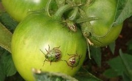 What is the danger of a bug turtle on tomatoes: control measures for effective and quick disposal of the pest